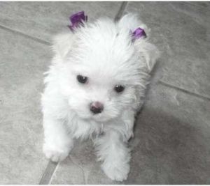 Little tinker